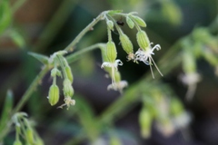 Silene lemmonii