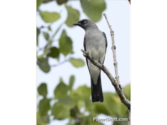 White-rumped Cuckooshrike photo