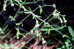 Silene lemmonii