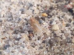 Cicadellidae