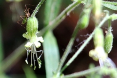 Silene lemmonii