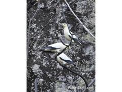 Ducula bicolor