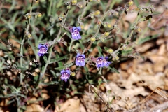 Saccanthera