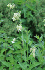 Silene vulgaris