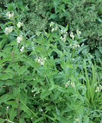Silene vulgaris