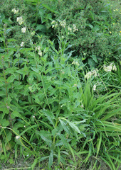 Silene vulgaris
