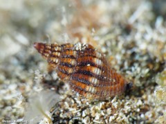 Aplus assimilis