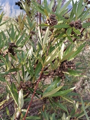Searsia angustifolia