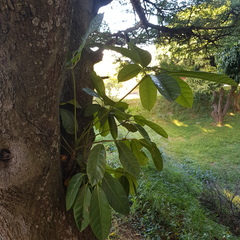 Heptapleurum actinophyllum