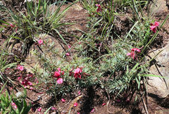 Indigofera hedyantha