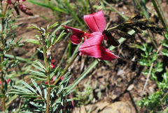 Indigofera hedyantha