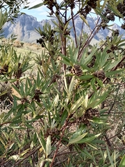 Searsia angustifolia