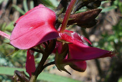 Indigofera hedyantha