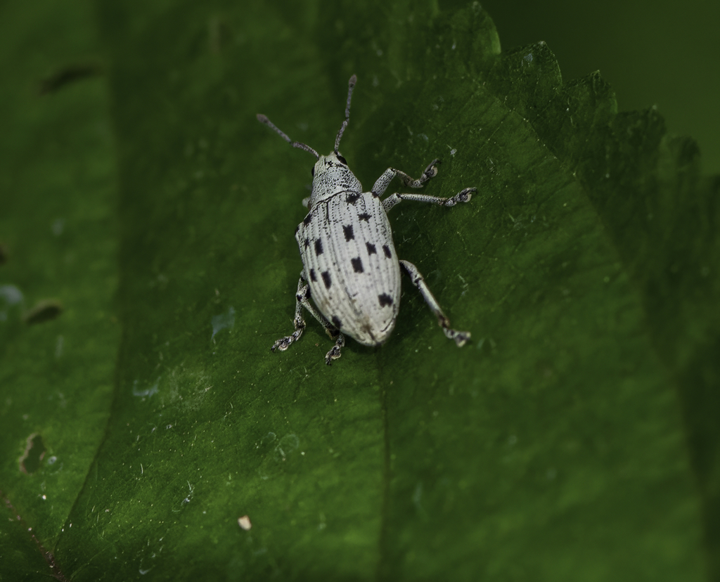 Platyomus nigroguttatus