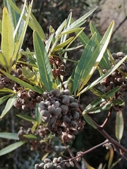 Searsia angustifolia