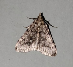 Aglossa pinguinalis