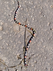 Micrurus lemniscatus helleri