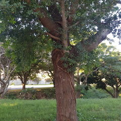 Ficus natalensis