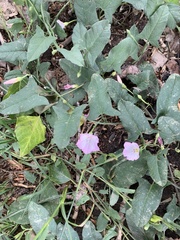Convolvulus arvensis