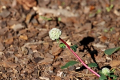 Calyptridium monospermum