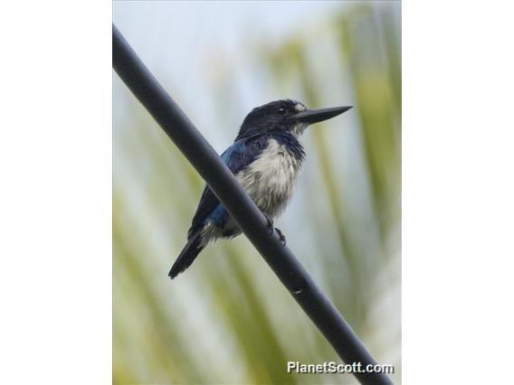 Blue-And-White Kingfisher