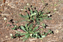 Calyptridium monospermum
