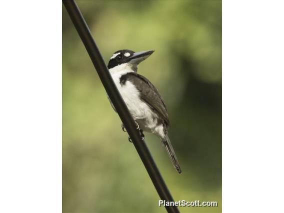 Sombre Kingfisher