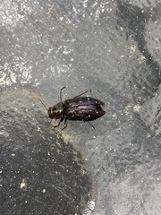 Phaenops