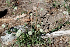 Calyptridium monospermum
