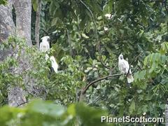 Cacatua alba