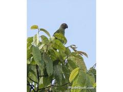 Geoffroyus geoffroyi