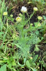 Tripleurospermum inodorum