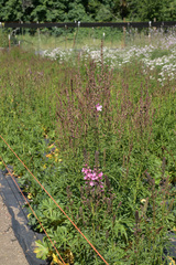 Sidalcea cusickii