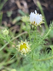 Tripleurospermum inodorum