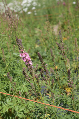 Sidalcea cusickii