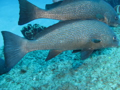 Umbrina ronchus