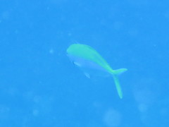 Caesio xanthonota
