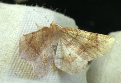 Metarranthis hypochraria