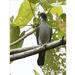 Spectacled Imperial Pigeon - Photo (c) Scott Bowers, some rights reserved (CC BY-NC), uploaded by Scott Bowers