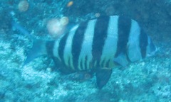 Diplodus hottentotus