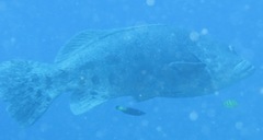 Epinephelus tukula