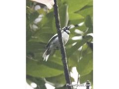 White-Naped Monarch photo 3