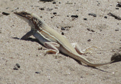 Meroles ctenodactylus