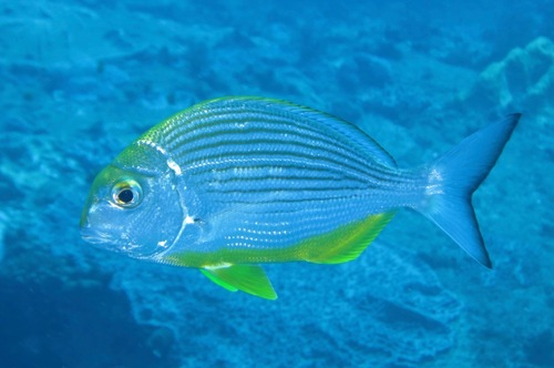 Bigeye stumpnose (Rhabdosargus thorpei) — Sparidae