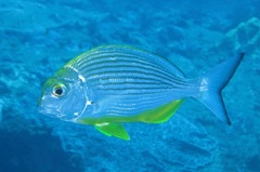 Rhabdosargus thorpei