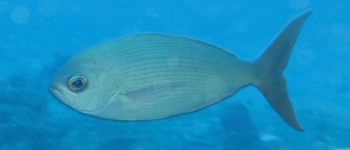 Dusky snapper (Paracaesio sordida) — Lutjanidae — 5