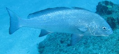 Umbrina ronchus
