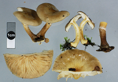 Armillaria novae-zelandiae
