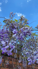Millettieae