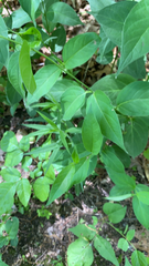 Vincetoxicum rossicum